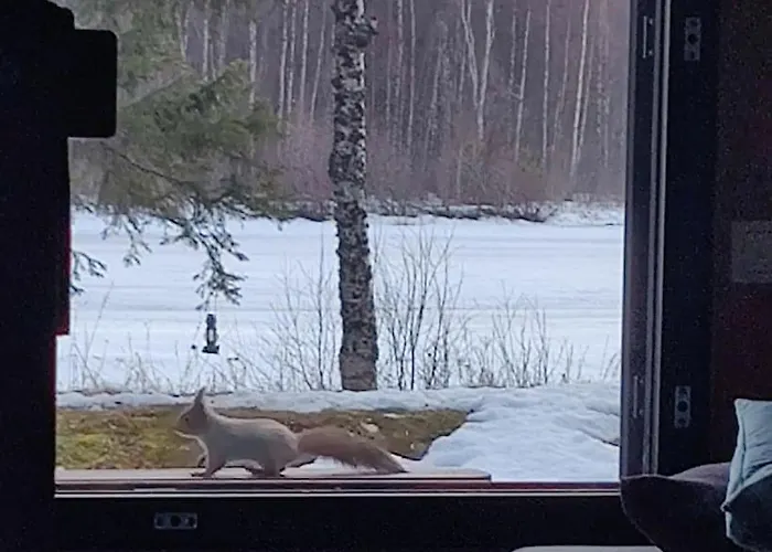 Gold Digger's Timber イナリ